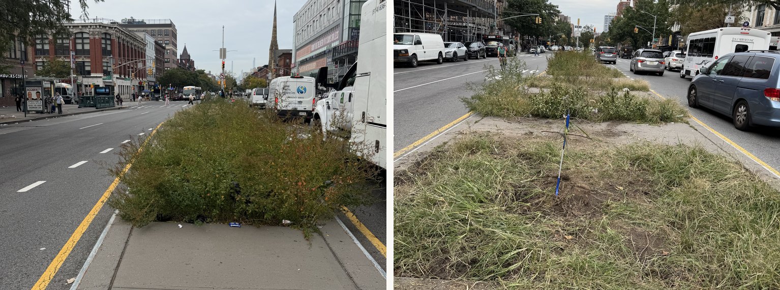 The Lenox Avenue mall before and after a morning's weeding